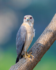An adult male Shikra