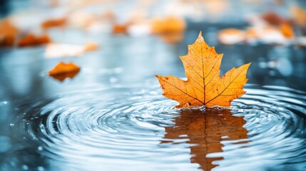 Serene Autumn Leaves Reflecting in Water Surfaces