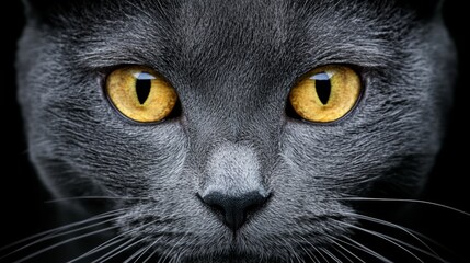 Close-up of a Grey Cat's Eyes