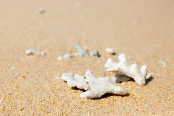 Corals on the sand on the seashore. Seascape background, sandy shore with corals and shells.