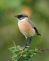 A beautiful Siberian Stonechat