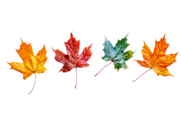 Seasonal colorful leaves on a clear background