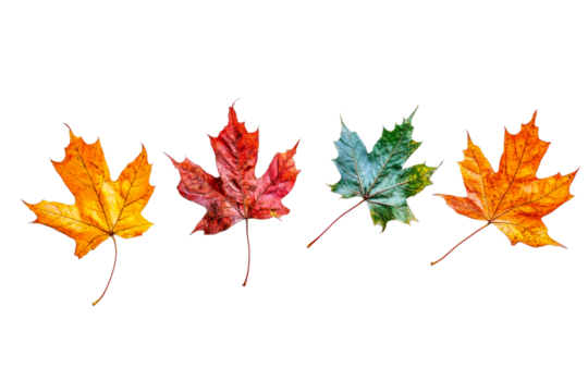 Seasonal colorful leaves on a clear background