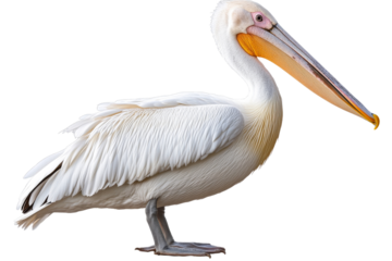 White pelican standing on one leg in a natural setting