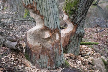 A close-up of a tree trunk over the water, bitten by beavers