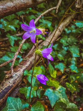 campanula trachelium