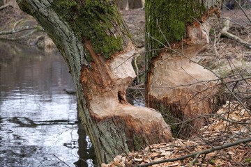 A close-up of a tree trunk over the water, bitten by beavers