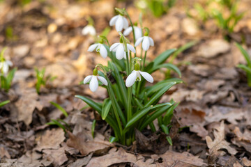 Spring snowdrop flowers blooming in sunny day. Beautiful snowdrops in spring forest. Scenic view of the spring forest with blooming flowers