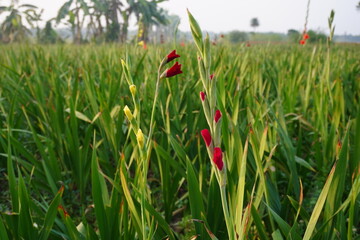 Gladiolus dalenii, also known as the Sword Lily flowers on its plant