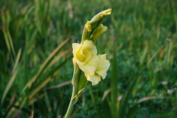 A close-up of Gladiolus hybridus, also known as a hybrid gladiolus