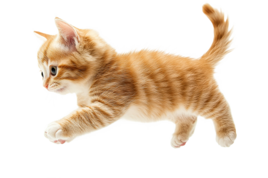 Playful orange tabby kitten jumping in mid air