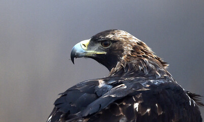 imperial eagle in the mountain in spain