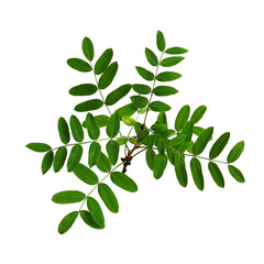 Acacia branch with green leaves isolated on white background. Design element for creating botanical arrangements, collages, frames, cards, invitations.