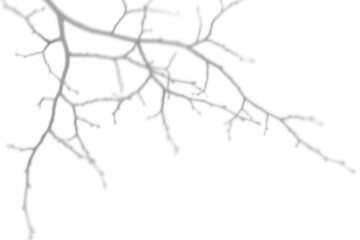 Obraz premium Shadow of a tree branch without leaves on a white background. Shadow for natural light effects.