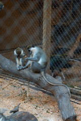 caged monkey at the zoo