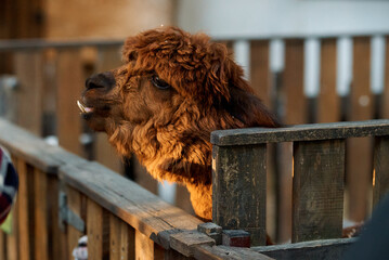 alpaca in the zoo