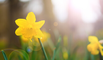 Fototapeta premium Bright yellow daffodils blooming in early spring with fresh morning dew.