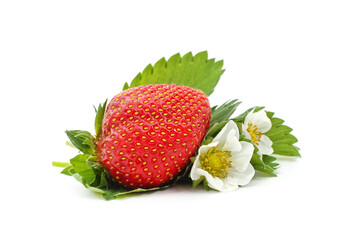Large fresh strawberry with leaves and flowers.