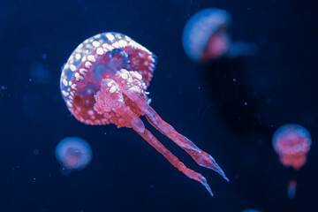 underwater photography jellyfish mastigias papua, spotted jelly, lagoon jelly, golden medusa © Minakryn Ruslan 