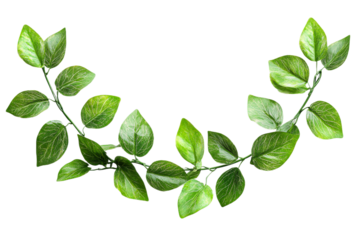 Green vine with leaves against transparent background