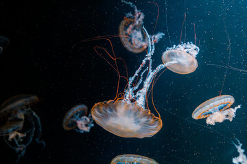 underwater photography jellyfish Chrysaora fuscescens, Pacific sea nettle, West Coast sea nettle