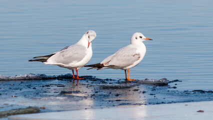seagull on the beach
