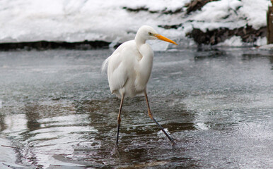 great white heron