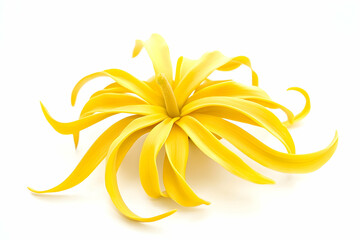 Yellow Ylang Ylang flower isolated on a white background, showcasing its fragrant beauty and natural simplicity