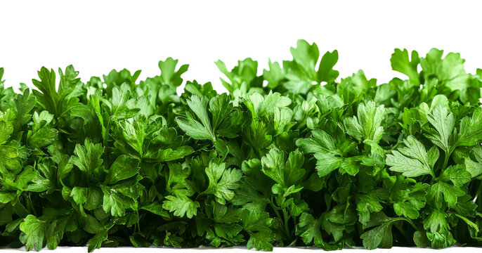 Fresh parsley on transparent background ready for use