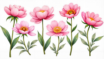 Fototapeta premium Hand-painted pink peony flowers on white background, botanical art