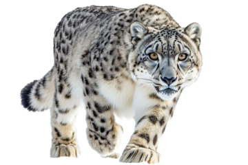 Snow leopard walking gracefully in natural habitat