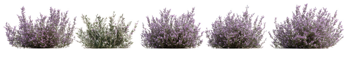 Obraz premium A serene display of lavender plants swaying gently in a sunny garden, enhancing tranquility