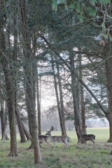 アイルランド、ダブリン、フェニックス・パークの鹿：Phoenix Park in Dublin, Ireland