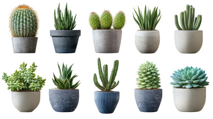 A vibrant display of various potted succulents and cacti arranged in a modern setting