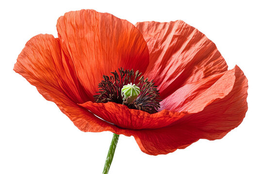 Bright red poppy flower with intricate details - Powered by Adobe