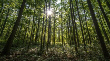 Sunlit Forest Scene Tall Trees Lush Green Canopy