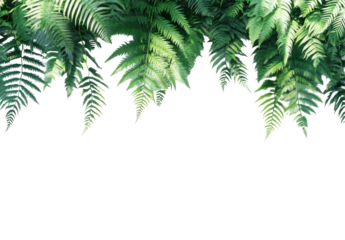 Lush green ferns cascading down, creating a natural frame against a soft, blurred background