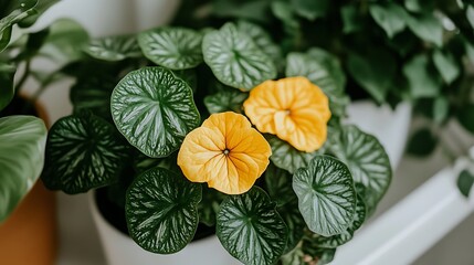 Obraz premium Potted plant with yellow flowers blooming indoors, foliage