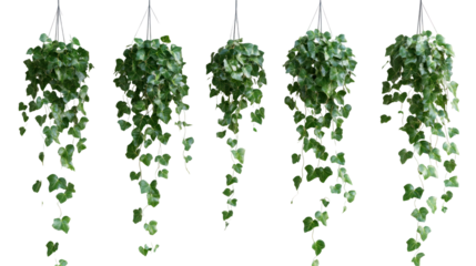 Lush green hanging plants in various arrangements, enhancing indoor decor with vibrant foliage