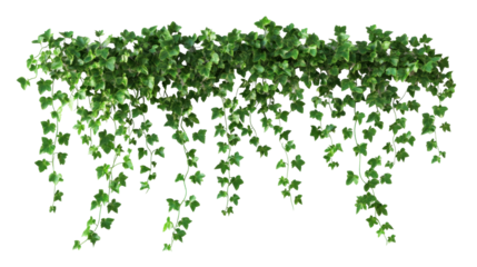 Lush green ivy cascading down from a wooden shelf, creating a vibrant indoor atmosphere