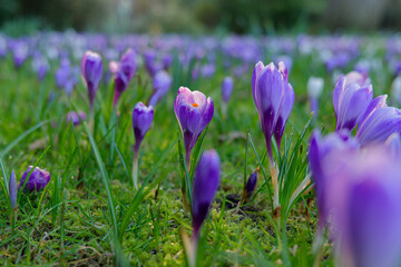 Beautiful purple crocuses in the spring at golden hour. Closeup of blooming flowers in the garden. Lush woodland garden background.