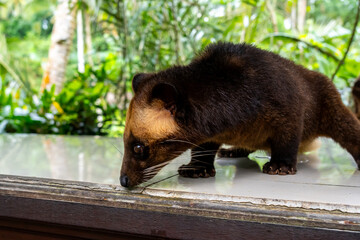 An Asian palm civet (Paradoxurus hermaphroditus) at a coffee shop in Indonesia. The Asian Palm...