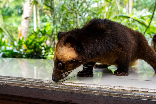 An Asian palm civet (Paradoxurus hermaphroditus) at a coffee shop in Indonesia. The Asian Palm Civet is used to make the world's most expensive coffee, Kopi Luwak.