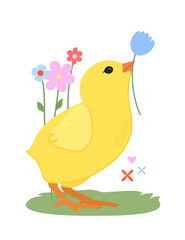 Cute chick with a flower in its beak on a white background. Vector illustration.