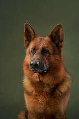 A close-up of a German Shepherd with a green background. The dog displays a loyal and focused demeanor with a slightly open mouth.