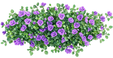 Vibrant purple flowers blooming amidst lush green foliage, creating a serene garden scene