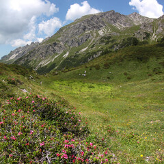 Blooming Rhododendron shrubs in front of mount Schafberg in the Vorarlberg Alps, Austria