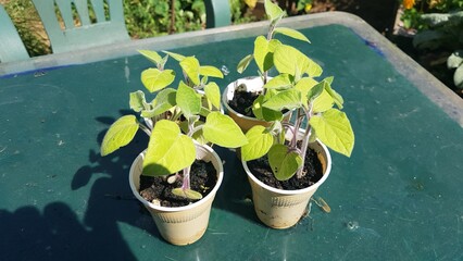 planting physalis in seedbed. planting alquequenje in the vegetable garden. physalis in pots