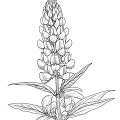 Lupin sketch with leaves, white background, plant details, art