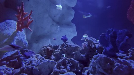 footage of beautiful Blue Tang and yellow tang fish swimming in a tank at The Florida Aquarium in Tampa Florida USA - Powered by Adobe
